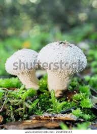 Attēlu rezultāti vaicājumam “Lycoperdon perlatum”