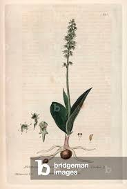 Attēlu rezultāti vaicājumam “Herminium monorchis fruit”