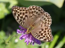Attēlu rezultāti vaicājumam “Argynnis paphia”