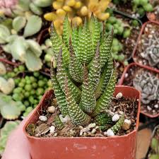 Image result for Haworthia mix