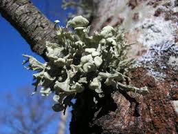 Attēlu rezultāti vaicājumam “Cliostomum corrugatum”