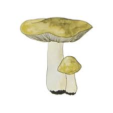 Attēlu rezultāti vaicājumam “Tricholoma flavovirens”