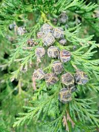 Attēlu rezultāti vaicājumam “Chamaecyparis lawsoniana”