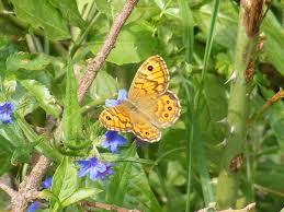 Attēlu rezultāti vaicājumam “Lasiommata megera underside”