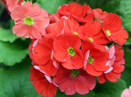 Image result for Primula obconica