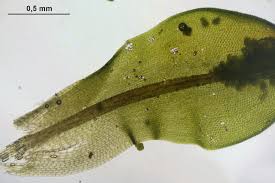 Attēlu rezultāti vaicājumam “Syntrichia papillosa”