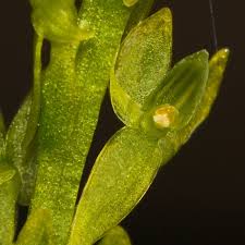 Attēlu rezultāti vaicājumam “Hammarbya paludosa”