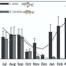 Image result for Argyrosomus coronus