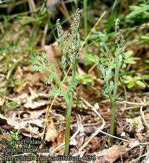 Attēlu rezultāti vaicājumam “Botrychium matricariifolium”