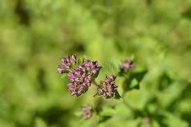 Attēlu rezultāti vaicājumam “Origanum vulgare bud”