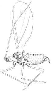 Attēlu rezultāti vaicājumam “Orthezia urticae”