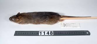 Attēlu rezultāti vaicājumam “Rattus norvegicus”