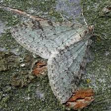 Attēlu rezultāti vaicājumam “Trichopteryx carpinata”