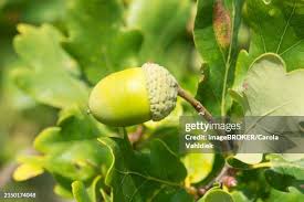 Attēlu rezultāti vaicājumam “Quercus robur fruit”