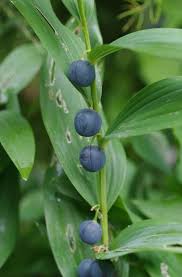 Attēlu rezultāti vaicājumam “Polygonatum multiflorum  fruit”
