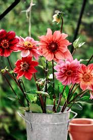 Image result for Dahlia hybrid.