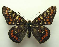 Attēlu rezultāti vaicājumam “Euphydryas maturna”