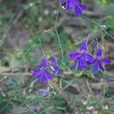 Attēlu rezultāti vaicājumam “Consolida regalis bud”