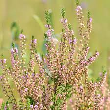 Attēlu rezultāti vaicājumam “Calluna vulgaris fruit”