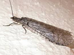 Attēlu rezultāti vaicājumam “Megaloptera”