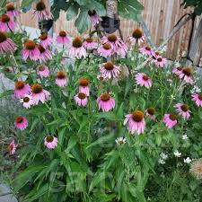 Image result for roter Sonnenhut