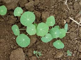 Attēlu rezultāti vaicājumam “Tropaeolum majus bud”