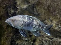 Image result for Centropristis striata