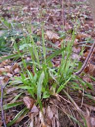 Attēlu rezultāti vaicājumam “Luzula pilosa”