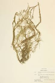 Attēlu rezultāti vaicājumam “Callitriche verna leaf”