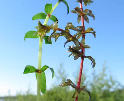 Attēlu rezultāti vaicājumam “Oenothera rubricauli leaf”