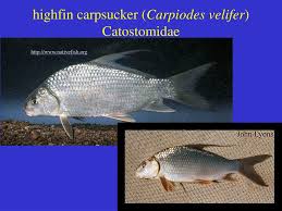 Image result for Carpiodes velifer