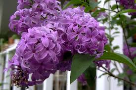 Attēlu rezultāti vaicājumam “Syringa vulgaris flower”