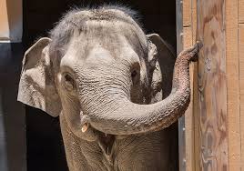 Image result for sad elephant
