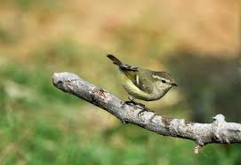 Image result for Phylloscopus humei