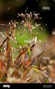 Attēlu rezultāti vaicājumam “Luzula pilosa leaf”