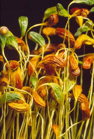 Attēlu rezultāti vaicājumam “Funaria hygrometrica”