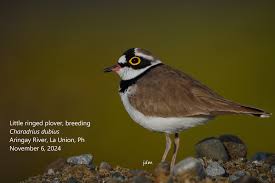 Attēlu rezultāti vaicājumam “Charadrius dubius adult”
