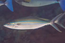 Image result for Elagatis bipinnulata