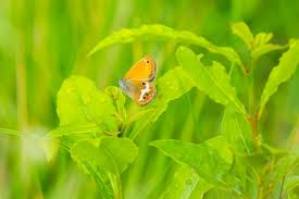 Attēlu rezultāti vaicājumam “Coenonympha arcania”