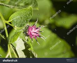 Attēlu rezultāti vaicājumam “Arctium nemorosum”