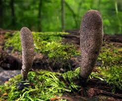 Attēlu rezultāti vaicājumam “Xylaria longipes”