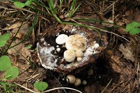 Attēlu rezultāti vaicājumam “Asterophora lycoperdoides”