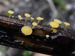 Attēlu rezultāti vaicājumam “Hymenoscyphus imberbis”