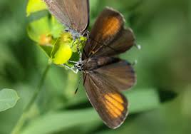 Attēlu rezultāti vaicājumam “Satyrium ilicis underside”