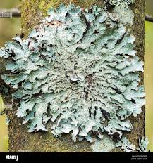 Attēlu rezultāti vaicājumam “Parmelia sulcata”