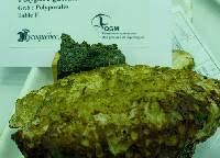 Attēlu rezultāti vaicājumam “Postia guttulata”