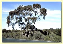 Attēlu rezultāti vaicājumam “Lycogala asperum sessile”