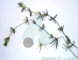 Attēlu rezultāti vaicājumam “Chara contraria”