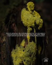 Attēlu rezultāti vaicājumam “Willkommlangea reticulata young”