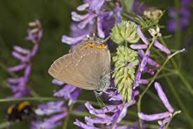 Attēlu rezultāti vaicājumam “Satyrium ilicis underside”